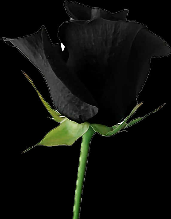 Black Rose Single Stem