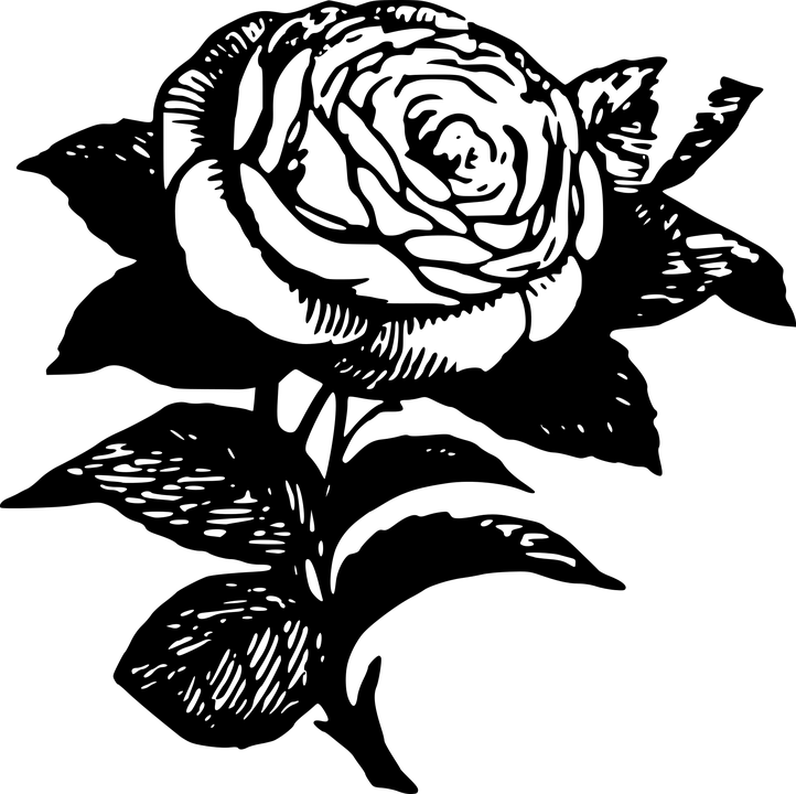 Black Rose Tattoo Transparent, HD Png Download PNG with transparent background