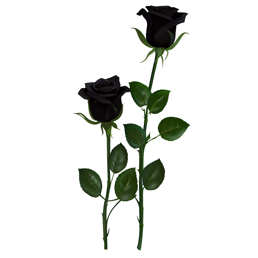 Black Roses For Funeral Png Xll