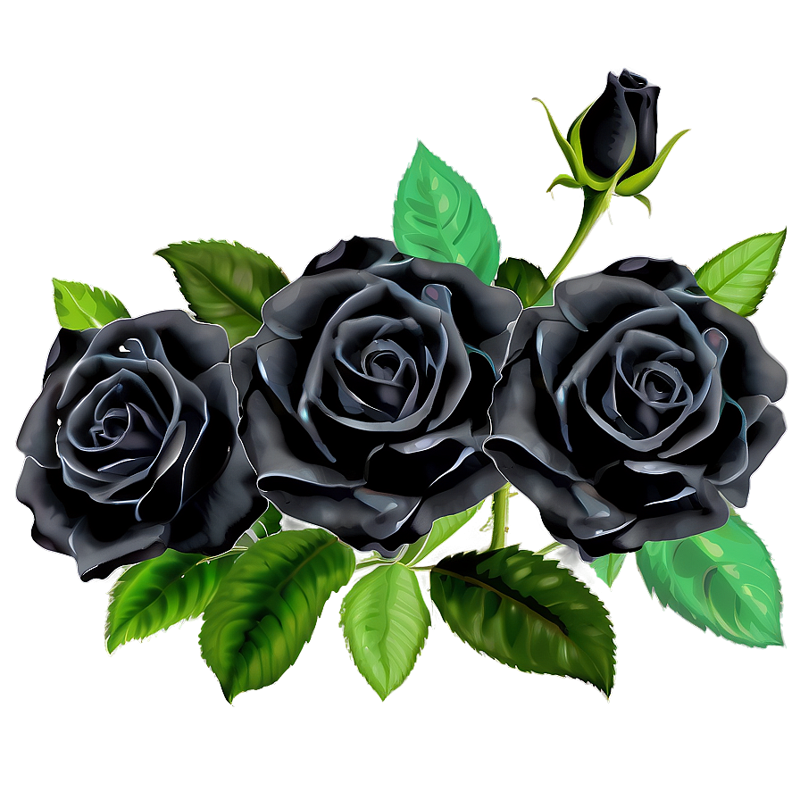 Black Roses Garden PNG 06212024 PNG image with a transparent background, free high-resolution download