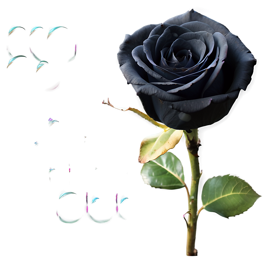 Black Roses Love Message Png Xcm