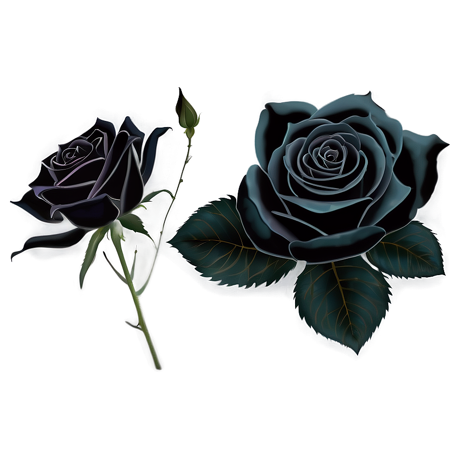 Black Roses PNG bnt PNG image with a transparent background, free high-resolution download