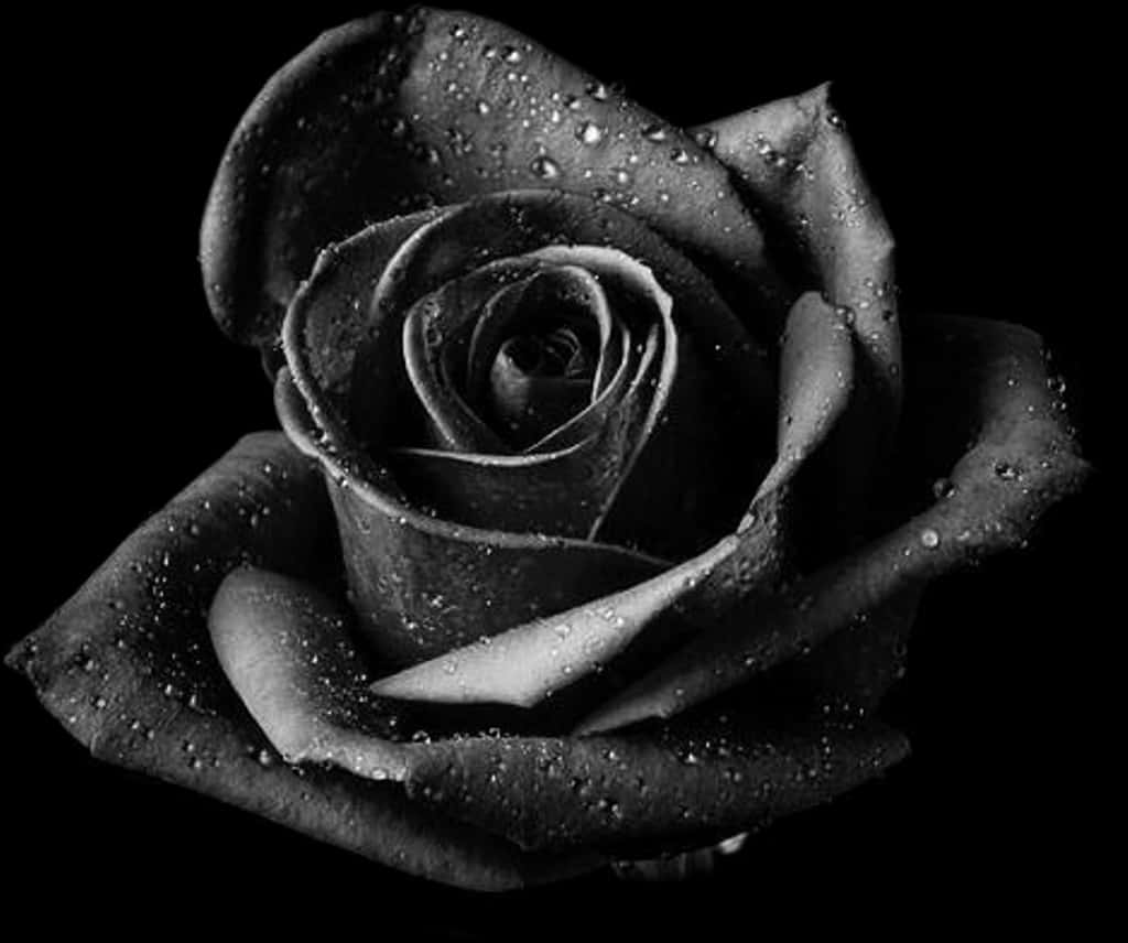 Black Rosewith Dew Drops.jpg