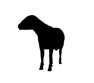 Black Sheep Silhouette