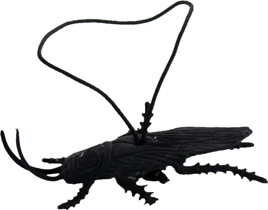 Transparent Roach Clipart - Longhorn Beetle, HD Png Download PNG image with a transparent background, free high-resolution download