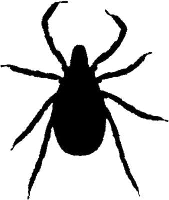 Black Ticks Insect Clipart Transparent Background - Weevil, HD Png Download PNG image with a transparent background, free high-resolution download