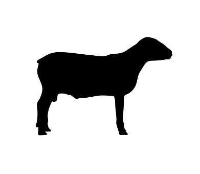 Black Silhouetteof Sheep