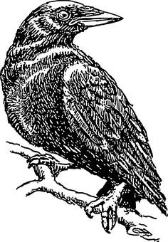 Black Silhouetteon White Background PNG with transparent background