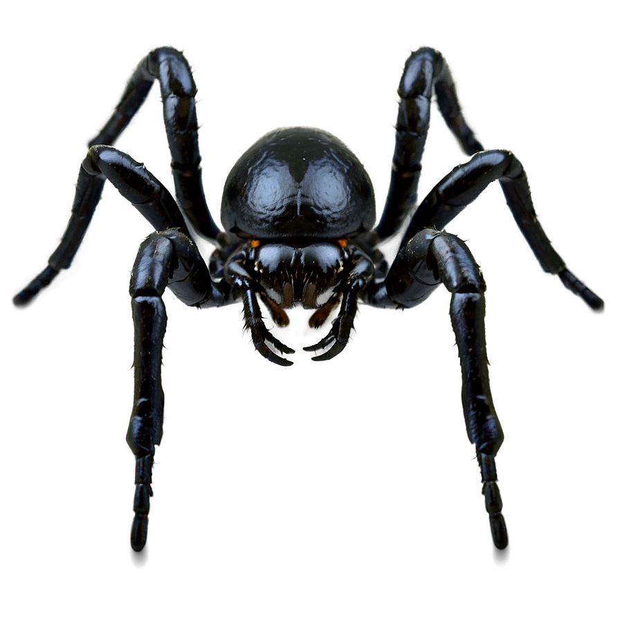 Black Spider Png 05042024