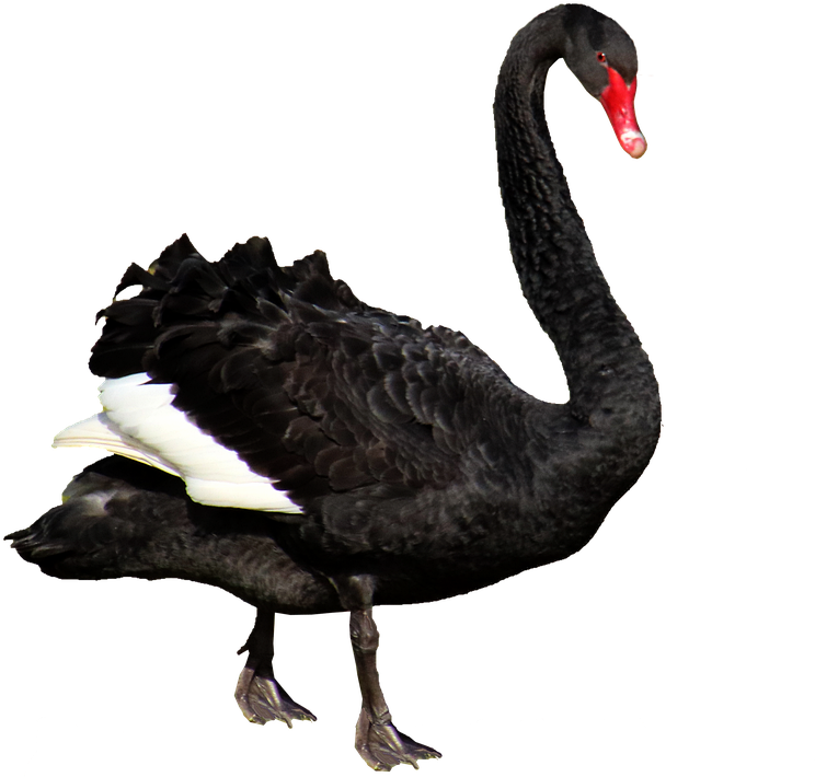 Black Swan Isolated Background.png