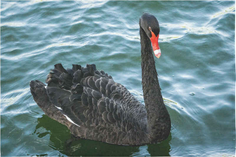 Black Swanon Water.jpg