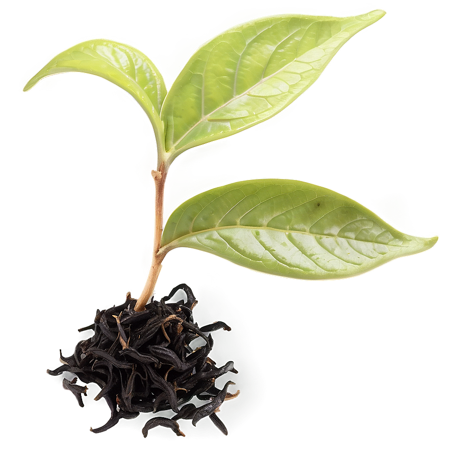 Black Tea Leaf Png Xow