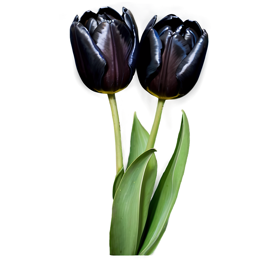 Black Tulip Png Nax