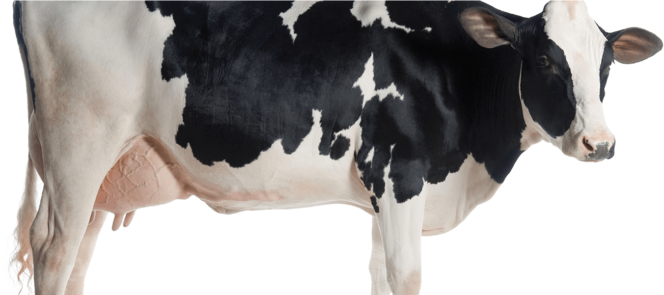 Black White Dairy Cow Side View