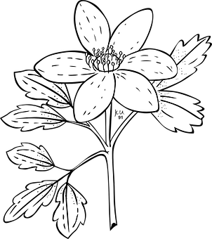 Blackand White Anemone Flower Illustration