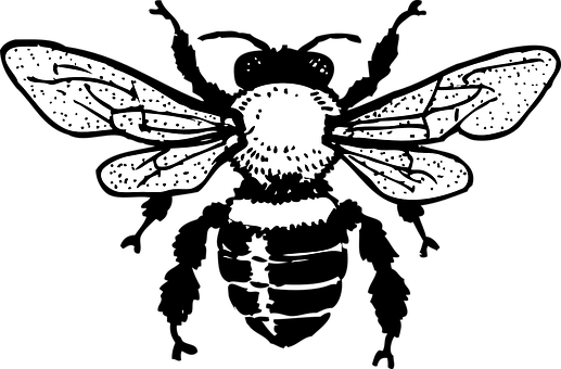 Blackand White Bee Illustration PNG with transparent background