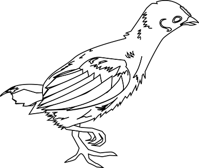 Blackand White Bird Illustration