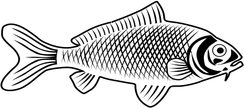 Blackand White Carp Illustration