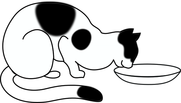 Blackand White Cat Drinking Milk