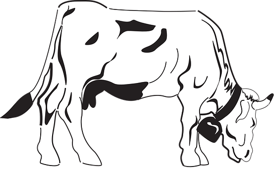 Blackand White Cow Illustration PNG with transparent background