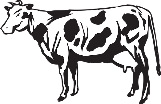 Blackand White Cow Illustration.jpg