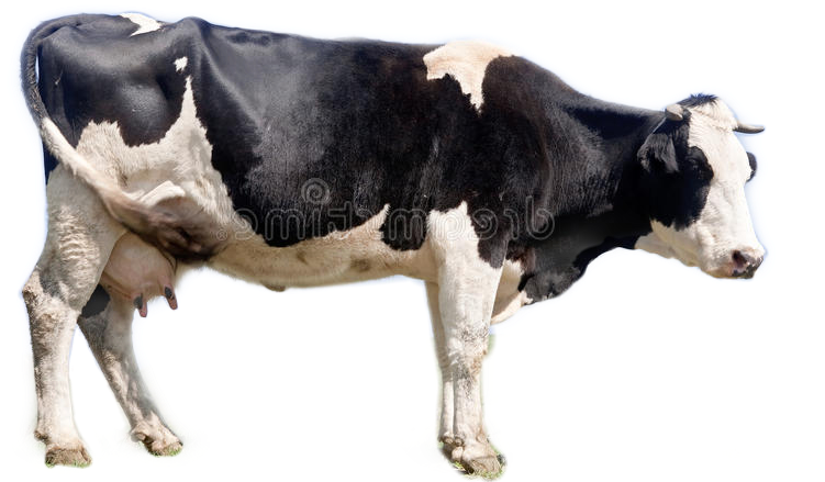 Blackand White Dairy Cow