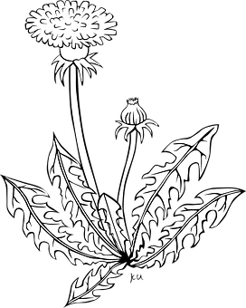 Blackand White Dandelion Illustration