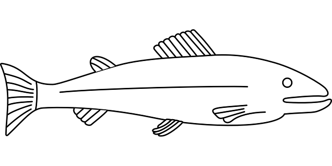 Blackand White Fish Illustration PNG with transparent background