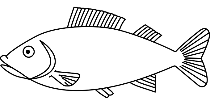 Blackand White Fish Illustration.jpg