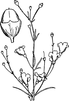Blackand White Floral Silhouette PNG with transparent background