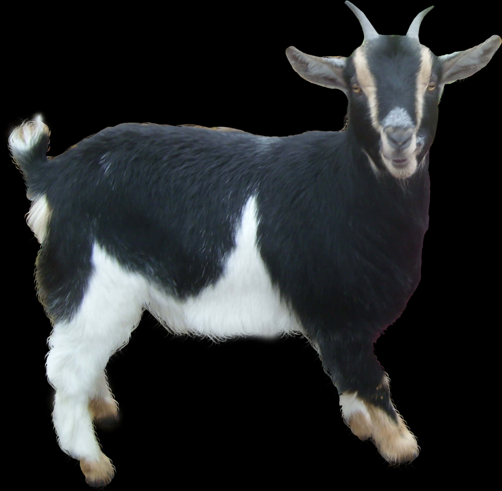 Blackand White Goat Isolated