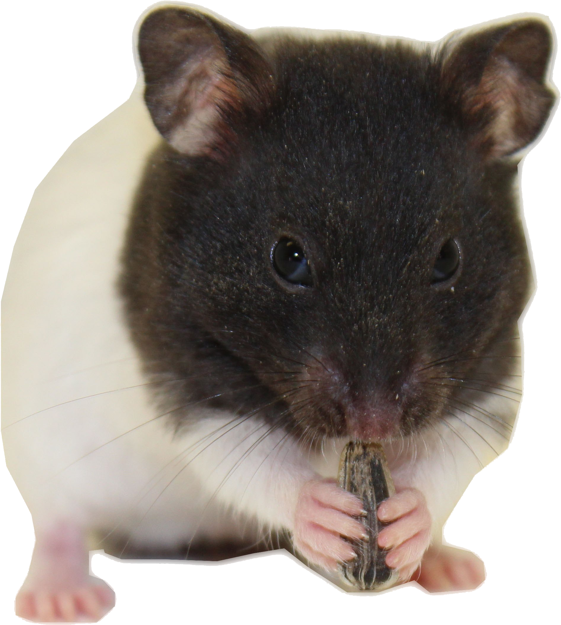 Hamster Download Transparent Png Image, Png Download PNG with transparent background