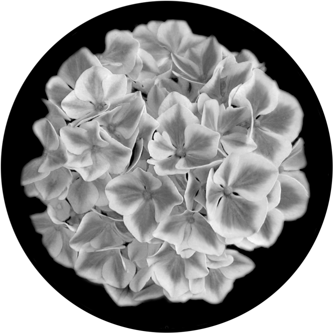 Transparent Hydrangea Png - Artificial Flower, Png Download PNG with transparent background