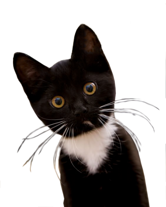 Tuxedo Black And White Kittens, HD Png Download PNG with transparent background