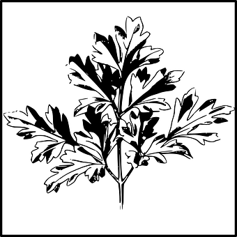 Blackand White Leaf Illustration