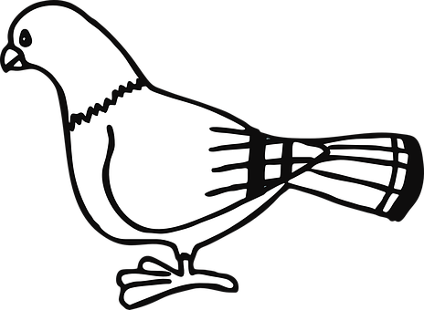 Blackand White Pigeon Illustration PNG with transparent background