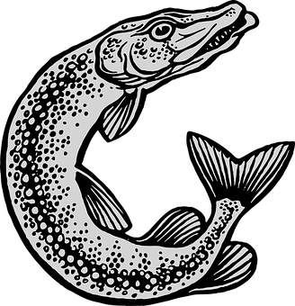 Blackand White Pike Fish Illustration