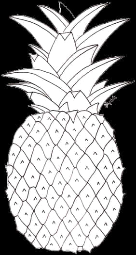 Blackand White Pineapple Sketch