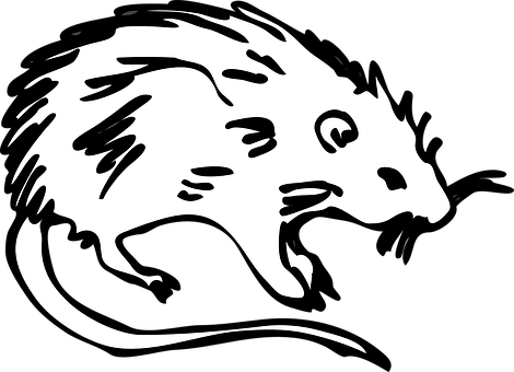 Blackand White Rat Illustration PNG with transparent background