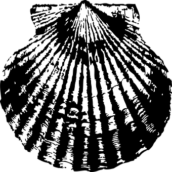 Blackand White Scallop Shell PNG with transparent background