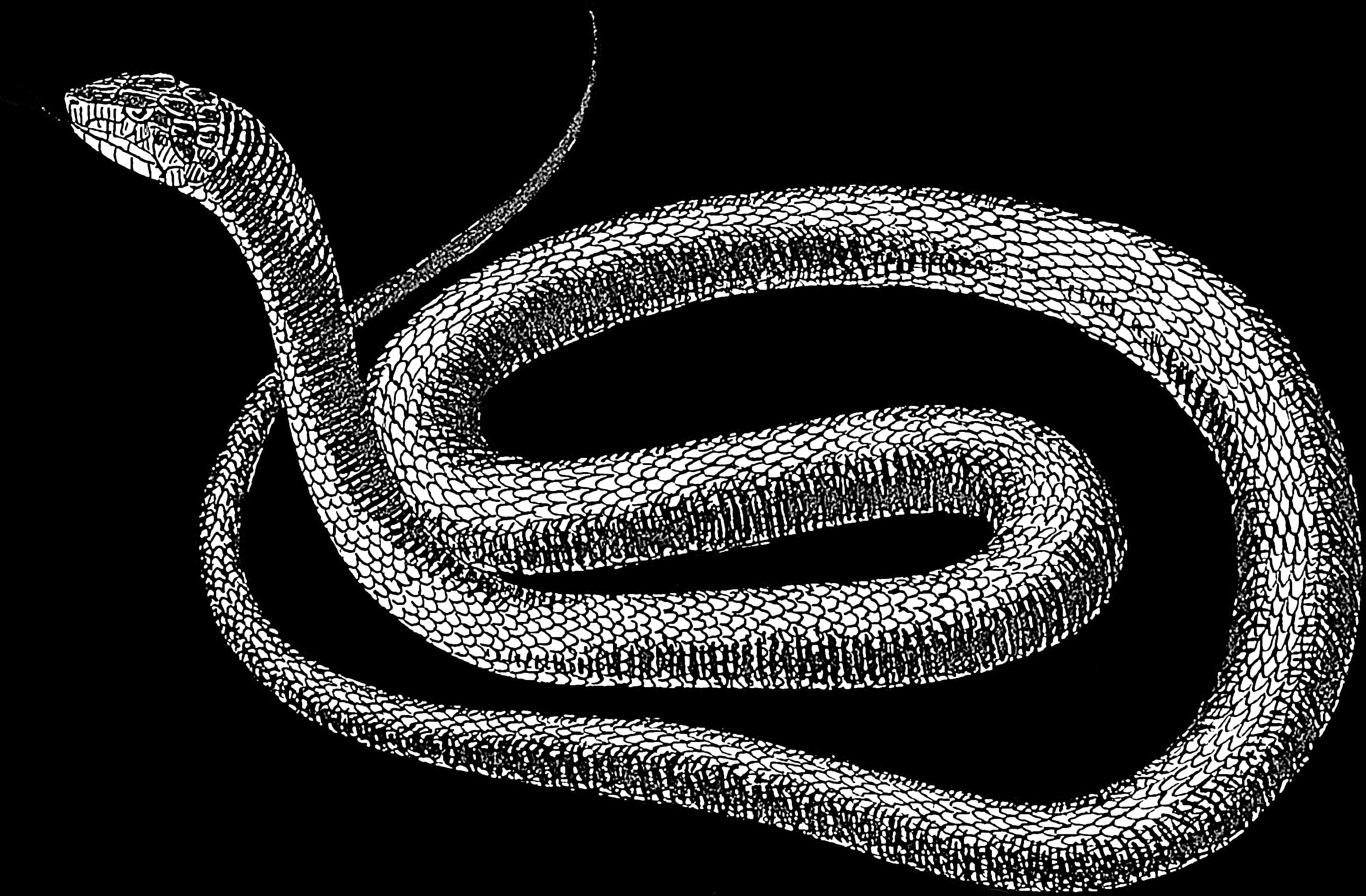 Blackand White Snake Illustration PNG with transparent background