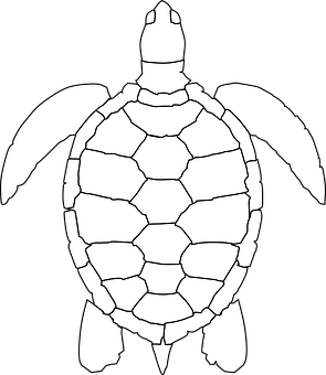Blackand White Turtle Graphic PNG with transparent background