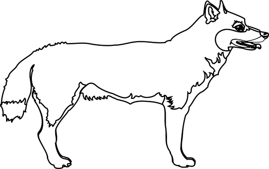 Blackand White Wolf Illustration PNG with transparent background