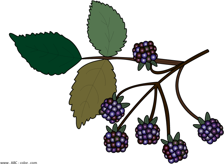 Wild Berries Clipart No Background - Bramble Clipart, HD Png Download PNG with transparent background