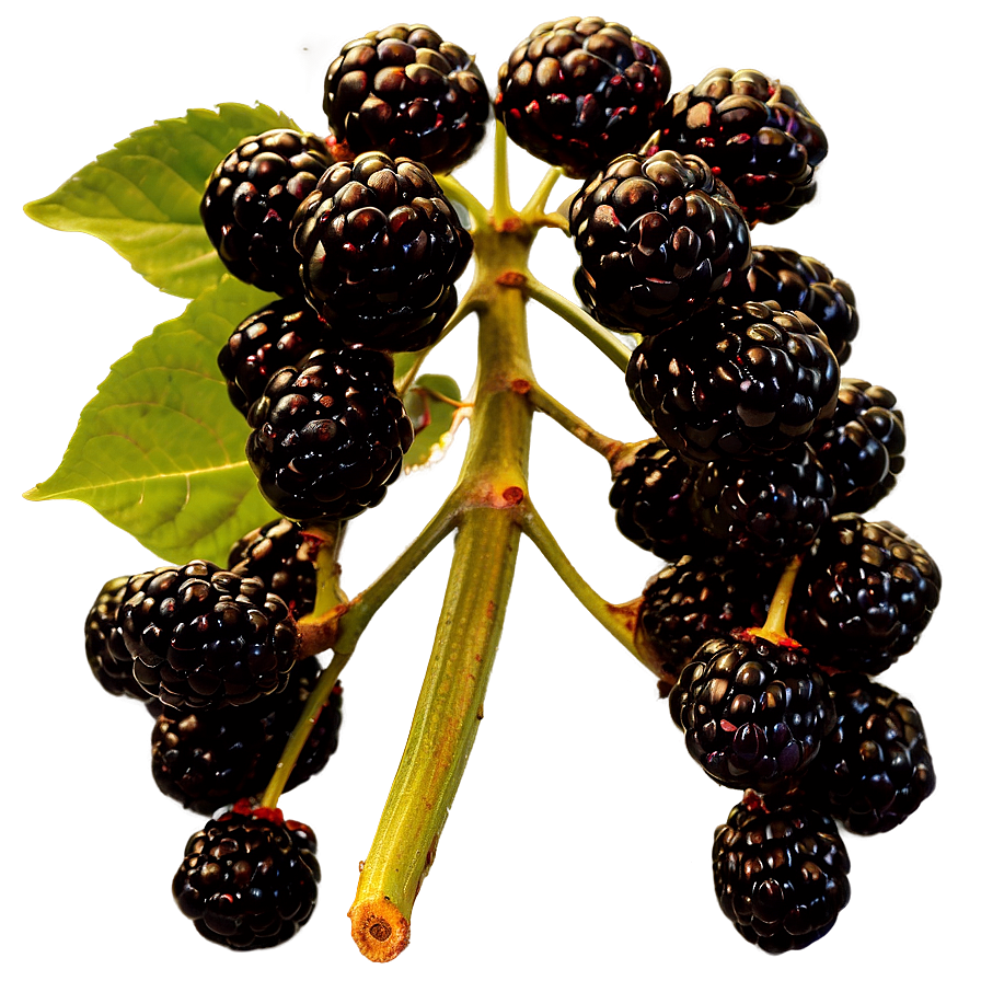 Blackberry Bunch Png 34