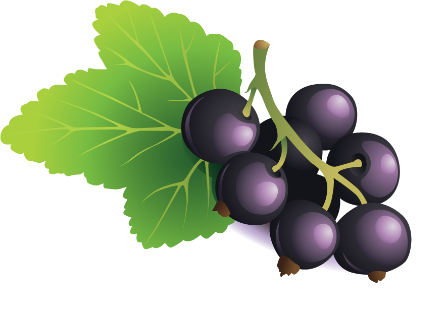 Blackberry Cluster Illustration