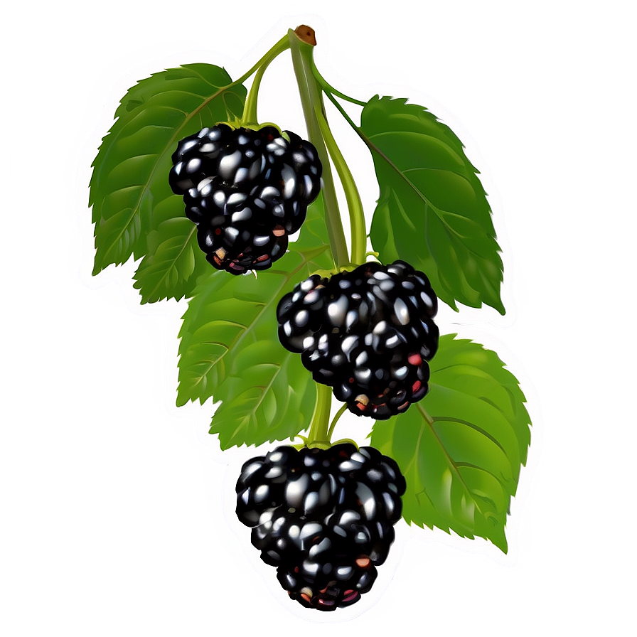 Blackberry on Vine PNG 05232024 PNG with transparent background
