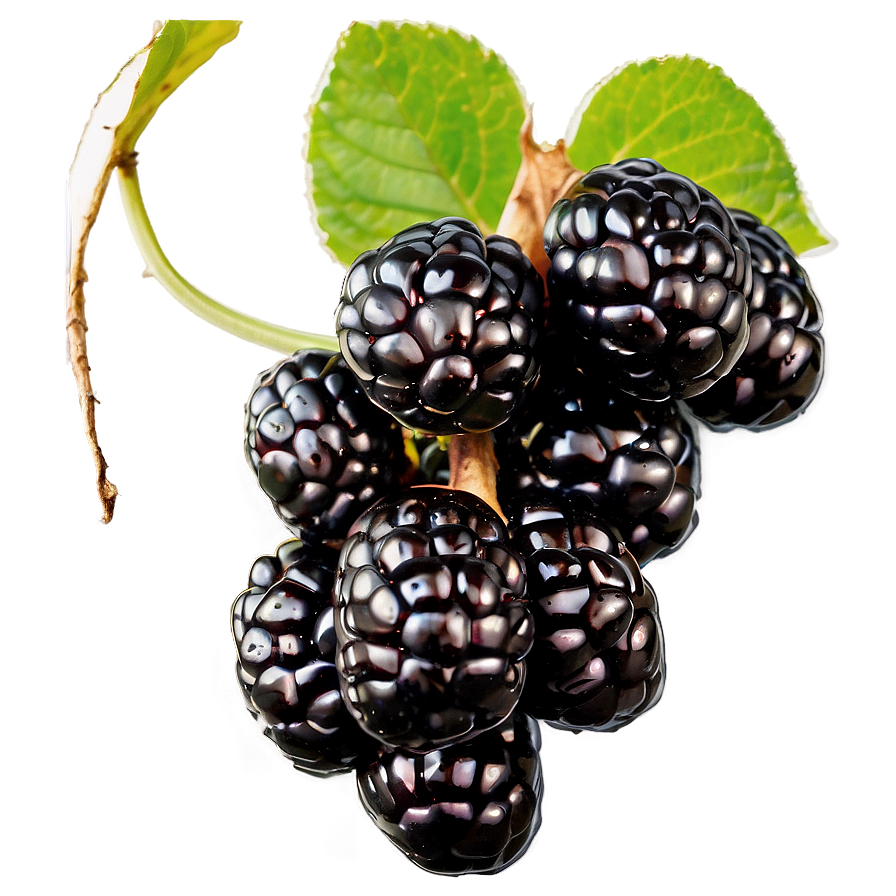 Blackberry on Vine PNG 26 PNG with transparent background