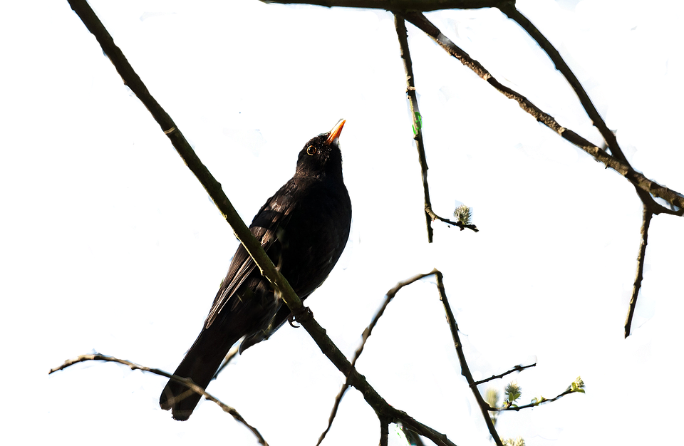 Blackbird Perchedon Bare Branches