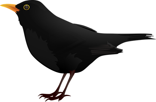 Blackbird Vector Illustration PNG with transparent background